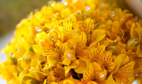 alstroemeria-bouquet-closeup