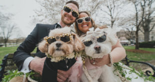 Как включить кошек и собак в день свадьбы