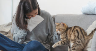 Как уменьшить аллергию на кошек в домашних условиях