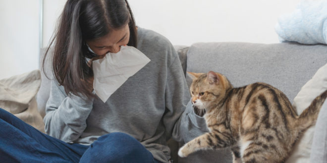 Как уменьшить аллергию на кошек в домашних условиях