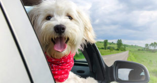 Помощь вашей собаке избавиться от автомобильной тревожности и укачивания