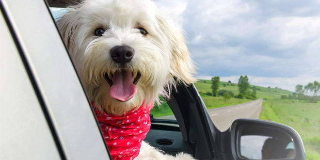 Помощь вашей собаке избавиться от автомобильной тревожности и укачивания