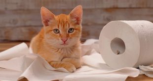 Самые распространенные причины, по которым ваша кошка не пользуется туалетным лотком