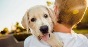 Новое исследование показывает, что собаки могут определить, когда им лгут