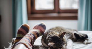 Почему кошки любят спать у ваших ног?