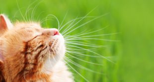 Свистящее дыхание кошки: что это такое, почему это происходит и требует ли визита к ветеринару?