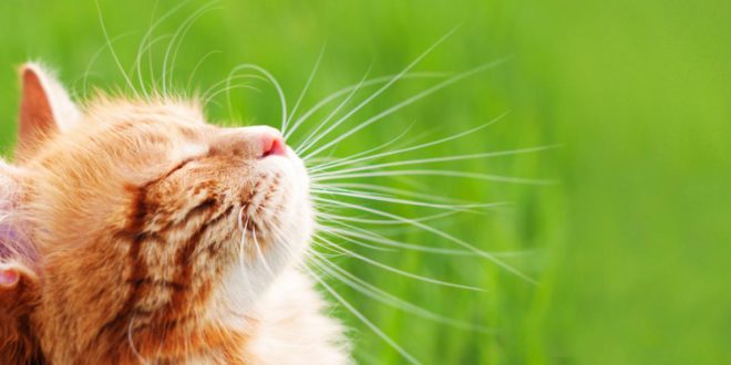 Свистящее дыхание кошки: что это такое, почему это происходит и требует ли визита к ветеринару?