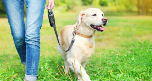 Почему важно во время прогулок позволять вашей собаке нюхать не торопясь