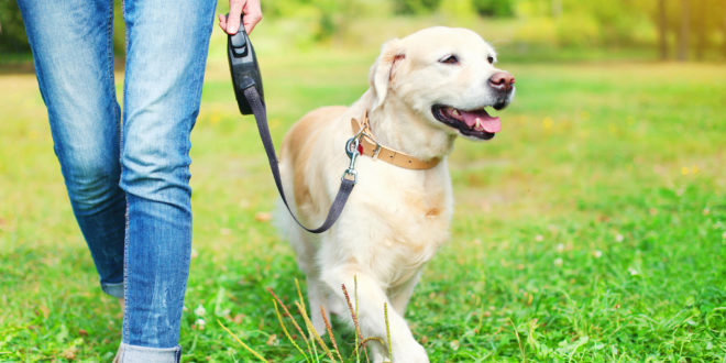 Почему важно во время прогулок позволять вашей собаке нюхать не торопясь