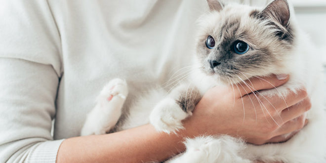 Основные секреты укрепления связи с вашей кошкой