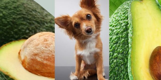 Новое исследование показывает, что авокадо действительно безопасно для вашей собаки