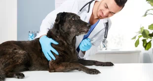 Как часто собаке следует чистить зубы у ветеринара?