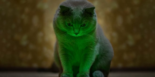 Безопасны ли лазерные указки для кошек?