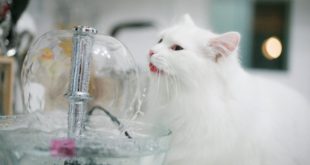 Cпособы, которые побуждают кошку пить больше воды