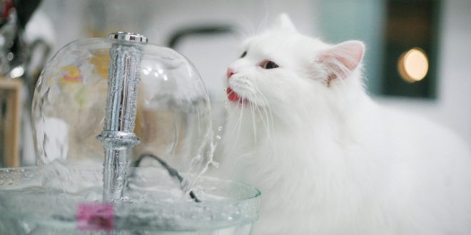 Cпособы, которые побуждают кошку пить больше воды