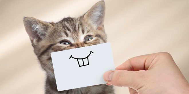 Как исправить неприятный запах изо рта вашей кошки