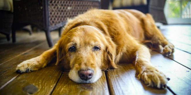 Один из симптомов деменции у собак