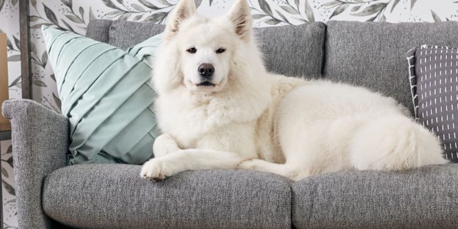 Защита дивана от домашних животных