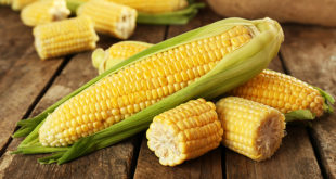Кукуруза — это фрукт, овощ или зерно?