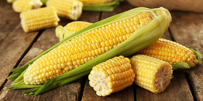 Кукуруза — это фрукт, овощ или зерно?