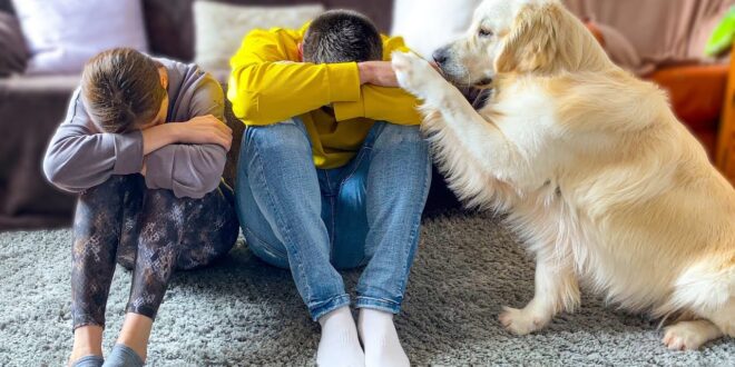 Новые исследования показывают, что ваша собака может учуять ваш стресс