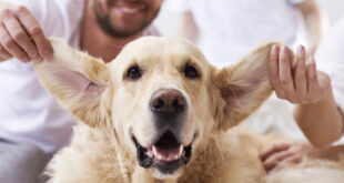 Как правильно чистить уши собаке, по мнению ветеринаров