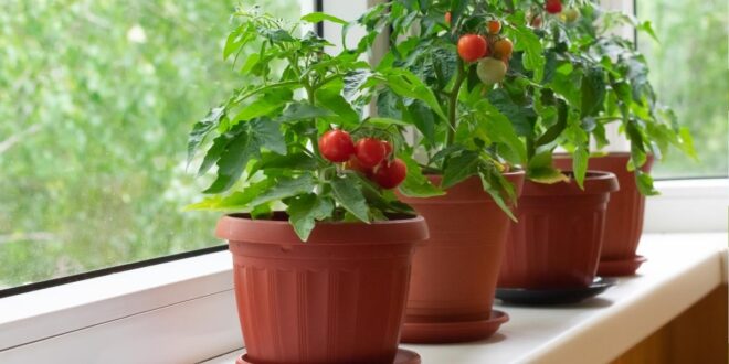 Как выращивать помидоры в помещении