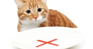 Мнение ветеринаров: список продуктов, которые вы никогда не должны давать своей кошке