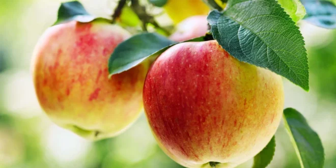 Новое исследование о пользе ежедневного употребления яблок