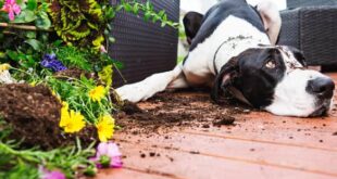 Как помешать вашей собаке испортить газон и двор