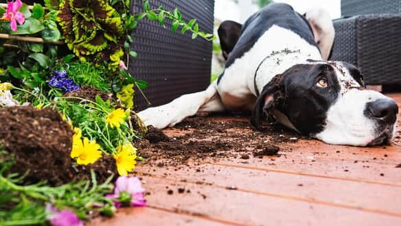 Как помешать вашей собаке испортить газон и двор