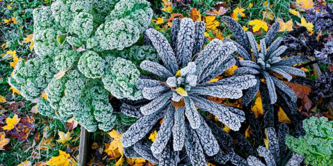 Как защитить растения от мороза осенью и весной