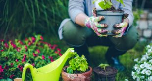 Согласно науке, работа в саду два раза в неделю может улучшить ваше самочувствие и снизить стресс