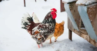 Как защитить кур на заднем дворе зимой