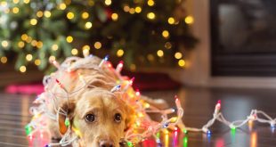 Безопасность домашних животных в рождественские праздники
