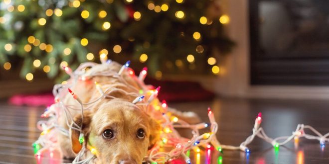 Безопасность домашних животных в рождественские праздники