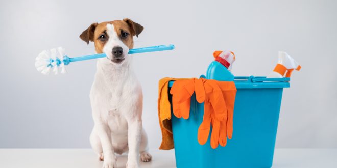 Советы по уборке, которые должен знать каждый владелец домашнего животного