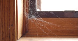 Как безопасно предотвратить появление пауков и избавиться от них, по мнению экспертов по вредителям