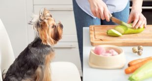 Что нужно знать, прежде чем готовить собственный корм для домашних животных