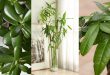 Лучшие растения по фэн-шуй для вашего дома