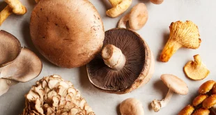 Как хранить грибы, чтобы они оставались свежими и не содержали слизи