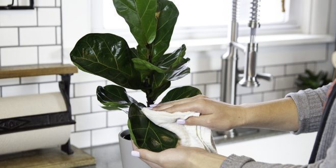 Как правильно чистить комнатные растения